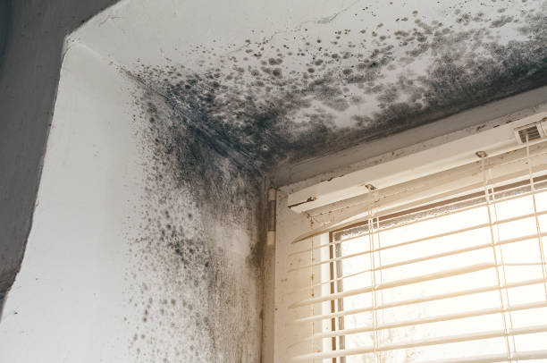 Affordable Mold Cleanup solutions in Hastings, PA